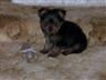 Posted by tweety_362 on 4/26/2007, 49KB
Opie a yorkie