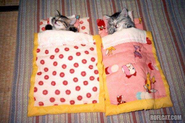 Cats In Sleeping Bags