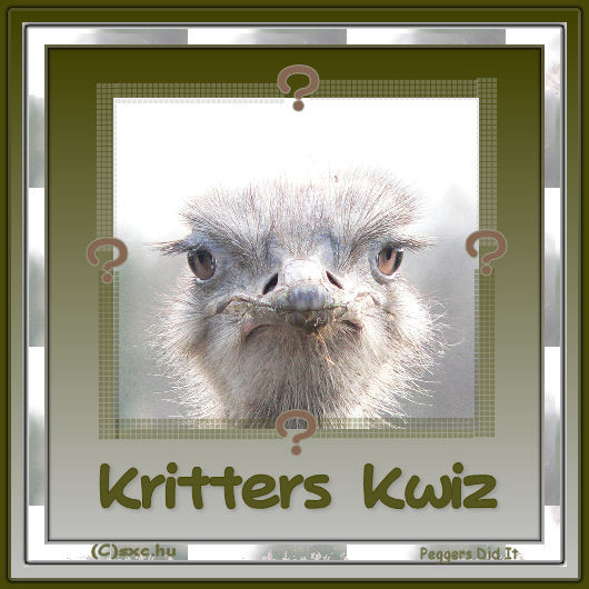 KrittersKwiz.jpg picture by peggerspad