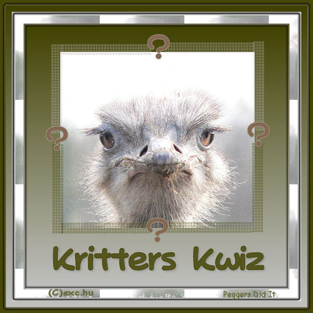 KrittersKwiz2.jpg picture by peggerspad