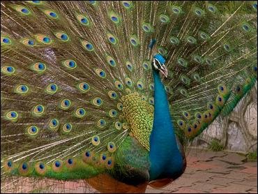 beautifulpeacock.jpg beautiful peacock.bmp picture by mokijune