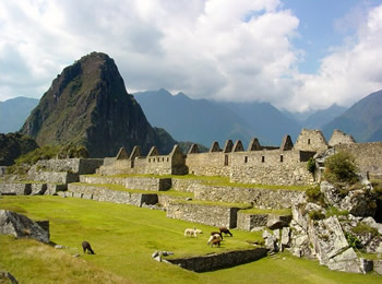 Machu Picchu: Llamas Amidst the Ruins