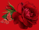Rose-2.gif Rose image by leprechaunlight