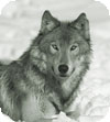 Gray Wolf in Black and White (Photo: Corel)