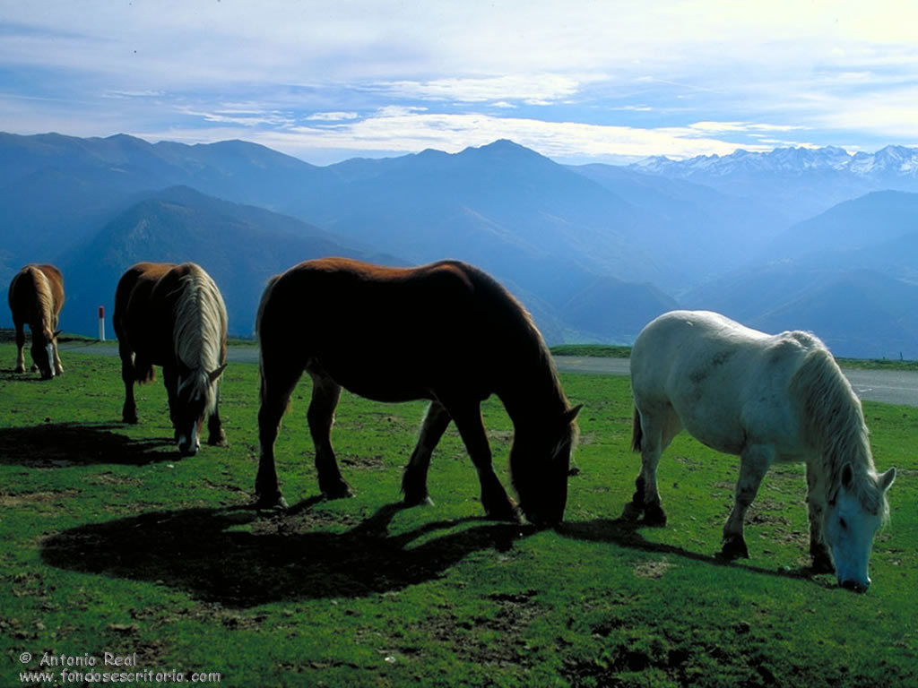 Caballos en el Col de Aspin-Pirineos Franceses © Antonio Real