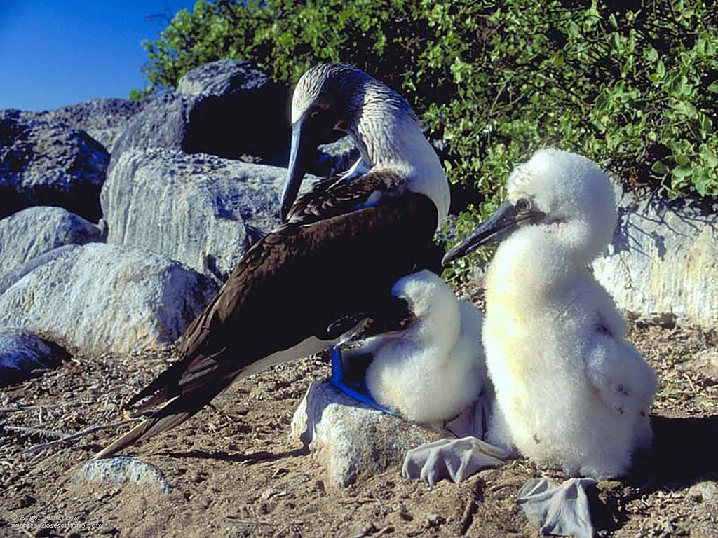 Albatros (Islas Galápagos) © Angel Fernández