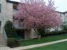Posted by CompleatOldSalt on 4/24/2004, 54KB
Ornamental crabapple Eastern Pa.