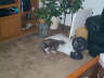 Posted by sicfuch on 2/8/2001, 40KB
This is my 13yrold kitty, she was bored with the first episode and tired from the SuperBowl