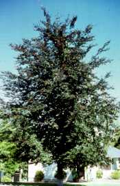 Beech, American—Fagus grandifolia