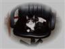 Posted by merc_05 on 7/28/2008, 21KB
my baby cat he will be 1 yrs old in august