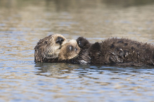 sea-otter-bay_11 by mikebaird.