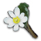 Meaning and Symbolism of Bloodroot