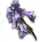 Meaning and Symbolism of Bluebell