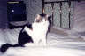 Posted by Hilli on 6/1/2002, 36KB
Typical cat, sits ANYWHERE she wants to!!!!