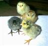 Posted by OleMamaGoz on 1/22/2003, 49KB
These are all Standard Americana chicks. When breeding the Easter egg chicks, you will hardly ever get two chicks that lo