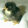 Posted by OleMamaGoz on 1/22/2003, 15KB
This is a newly hatched Barred Cochin chick. I've tried to show the face really well with this picture. There is confusio