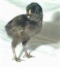 Posted by OleMamaGoz on 1/22/2003, 10KB
Simply a pure black baby, with the longest spider legs. Very gentle, loving little birds. Photo property of Mama Gozzard.