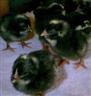 Posted by OleMamaGoz on 1/22/2003, 15KB
True Barred Rock chicks. These are often confused with a baby Dommers. You can identify a Barred Rock chick by looking at