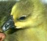 Posted by OleMamaGoz on 1/22/2003, 8KB
African goslings are born with black, grey and yellowish casts.  They also have dark black bills and legs when they are b