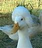 Posted by OleMamaGoz on 1/23/2003, 11KB
This is a White Crested Duck, with a show quality cap. This young female won many show titles and ribbons. These ducks ca