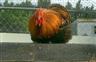 Posted by OleMamaGoz on 1/25/2003, 25KB
Bantam Brown Red Cochin Rooster