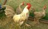 Posted by OleMamaGoz on 1/25/2003, 27KB
Old English bantam Very pretty color Variety is Fawn Old English