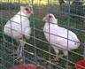 Posted by OleMamaGoz on 1/25/2003, 88KB
Araucana Rumpless and Tufted. These are the orginal and rare Araucana, they can be identified by their traits of having n