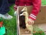 Posted by amacjazz on 5/12/2004, 50KB
All ducklings need a "little" friend:)