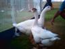 Posted by Alicia70981 on 7/27/2004, 30KB
Here are the geese we rescued in April/May.  The one in the back is a male Pilgrim. The one in the forefront is a female 
