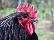 Black Orpington rooster