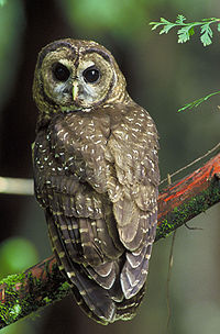 The rare Northern Spotted OwlStrix occidentalis caurina