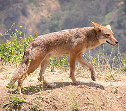 The coyote (Canis latrans), the animal on which the myths are based
