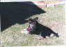 Posted by Crazy4ducks on 3/15/2002, 52KB
Who pulled my tail and check out my cute little bull's eye of a rear!!!