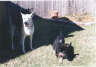 Posted by Crazy4ducks on 3/15/2002, 45KB
Here I am walking amongst greatness -my sister Coco