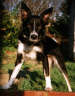 Posted by Ricky· on 12/17/2000, 49KB
Bella. Taken in the garden