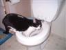 Posted by momto2bears on 1/10/2004, 26KB
Caren's big fat lazy cat, Jack