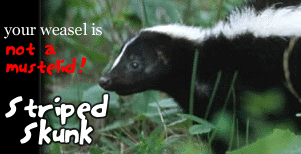 You're not a weasel, you're a striped skunk!