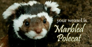 Your weasel is the Marbled Polecat!