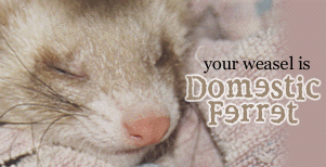 Your weasel is the Domestic Ferret!