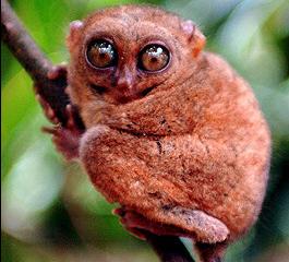 tarsier