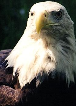 eagle