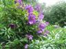 Posted by butterfly538 on 7/20/2008, 81KB
This Clematis climbs into the Solanum