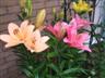 Posted by butterfly538 on 7/20/2008, 56KB
A mixture of Lilies