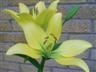 Posted by butterfly538 on 7/20/2008, 43KB
More Lilies