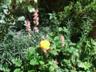 Posted by butterfly538 on 7/20/2008, 82KB
'Well Being' with Francoa Sonchifolia