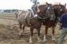Posted by RODEN7213 on 8/5/2008, 50KB
ploughing championship