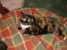 Posted by Concrete fingers on 8/9/2001, 40KB
This is libby before she went on a diet. 