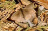 Posted by tenaj on 9/10/2001, 15KB
on leaf litter at base of hedge,this is where they lay eggs according to the book