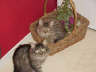 Posted by Flower-Child on 1/2/2002, 37KB
Roxy was a wild cat. When we moved I brought her and her kitten-son with me. They are very happy here.  Flower Child