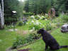 Posted by Flower-Child on 1/2/2002, 66KB
This is my dear Cleo in our garden, she was with me every time I worked in the garden. I lost her to cancer, she is dearl
